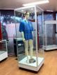 Mannequin Display Case