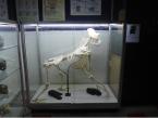 Custom school display case with skeleton by Showfront at St Columbas