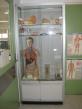upght display cabinet for anatomy at john therry college